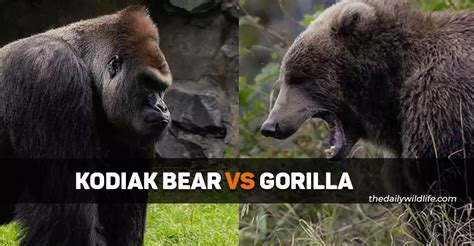 Kodiak Bear Vs Gorilla Who Would Win In A Fight The Daily Wildlife