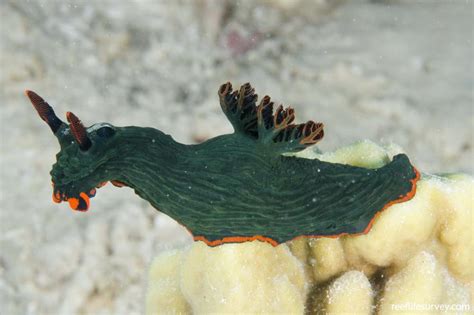 Nembrotha Kubaryana Kubaryana Nudibranch Reef Life Survey