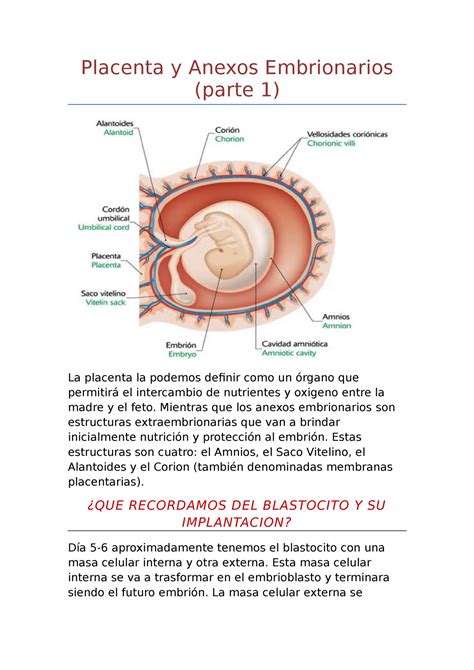 Placenta Y Anexos Embrionarios Parte 1 Placenta Y Anexos Embrionarios