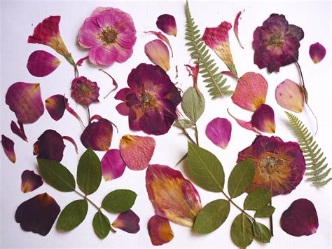 Pressed Flower Real Dried Pressed Flowers For Crafts Pressed Etsy