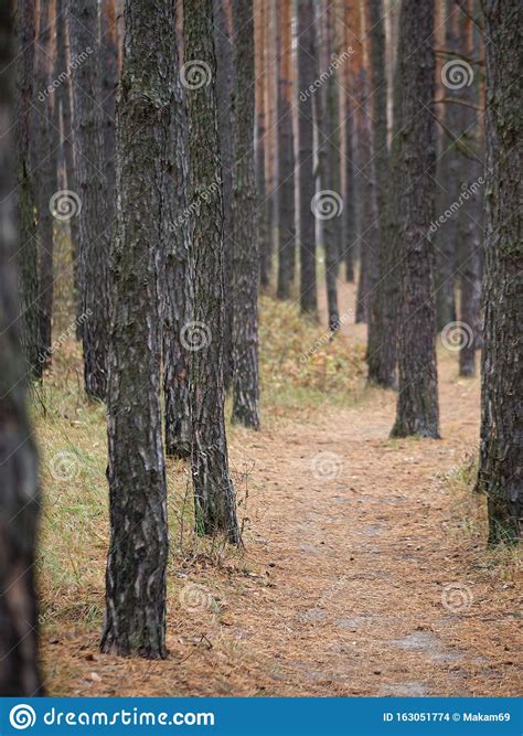 Pine Forest Slender Tree Trunks In The Autumn Forest Stock Photo