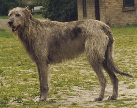 Irish Wolfhound Breed Guide Learn About The Irish Wolfhound