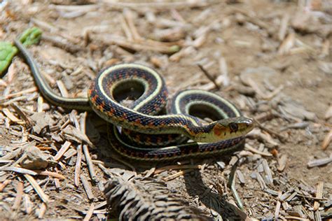 Wild Herps Common Gartersnake Thamnophis Sirtalis