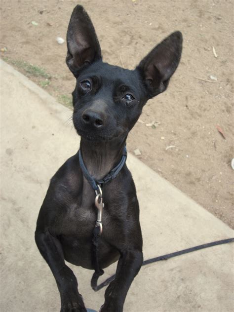 Logan 3 Yrs Old Min Pin Mix Male Arfdogs Adoptabledog