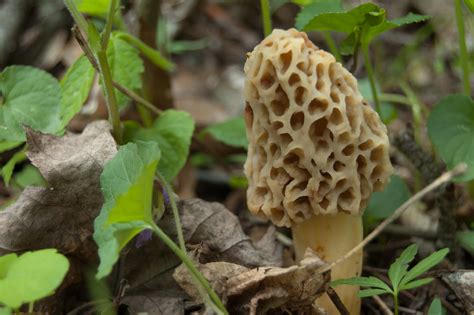 Psychedelic Mushrooms In Maryland All Mushroom Info