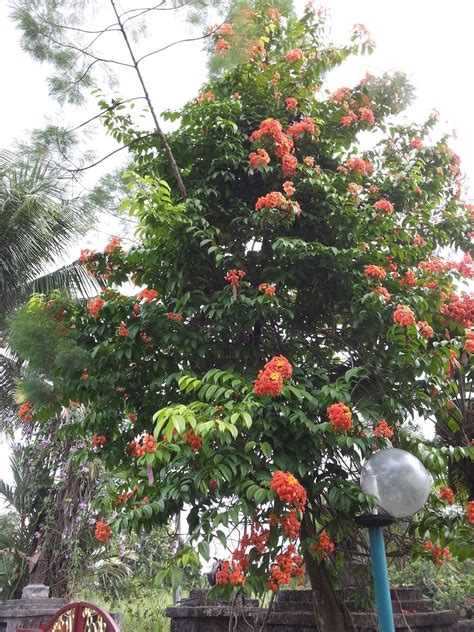 Pokok dengan nama saintifiknya paederia foetida dari keluarga rubiaceae itu mengeluarkan bau kurang menyenangkan apabila disentuh atau ditiup angin. Kebun Bahagia Bersama: Flowering Climbing Vines