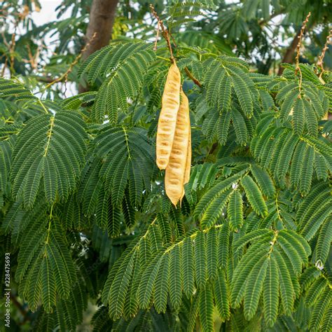 Acacia Tree With Hanging Seed Pods Leucaena Leucocephala Stock Photo
