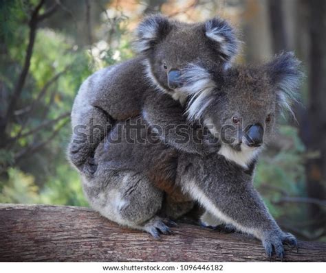 Funny Cute Koalas Wild Stock Photo Edit Now 1096446182