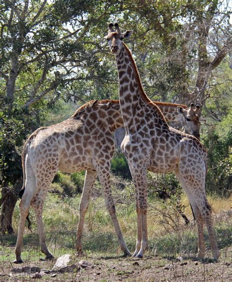 Awkward Giraffes Butt Sniffing Animals Giraffe Rituals Marla Sink Druzgal