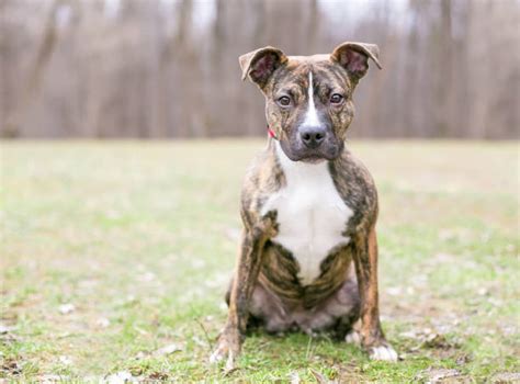40 Brindle Cur Pitbull Puppy Stock Photos Pictures And Royalty Free
