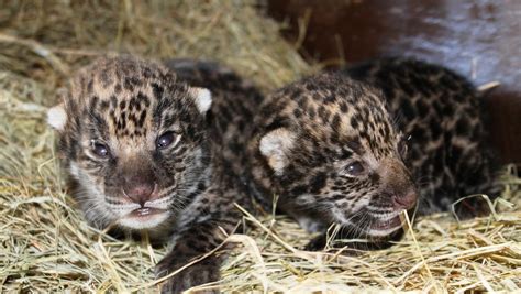 Two Newborn Jaguar Cubs Debut Inside Brevard Zoo Den
