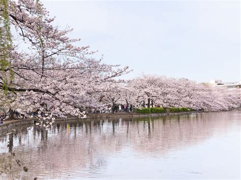 Ueno Park Tokyo Japan Activity Review And Photos