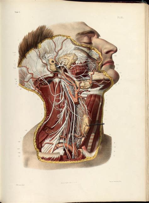 Dissection Of The Head And Neck Cranial Spinal And Sympa Flickr