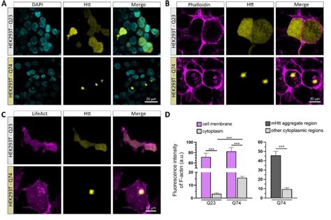 Co Localization Of F Actin With Mhtt Aggregates In Hek T Cells A