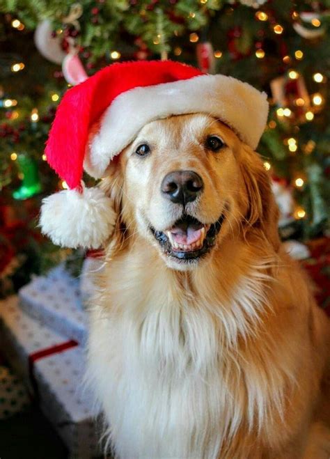 Pin By Nancy Player On Noel Dog Christmas Photos Pet Holiday Dog