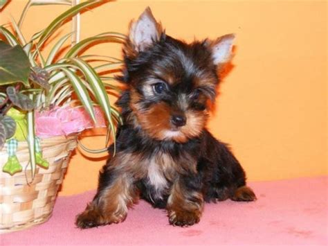 Teacup Yorkie Puppies For Sale In Arvada Colorado Classified