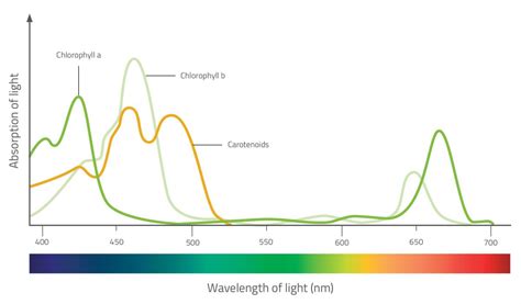 Chlorophyll Absorption Spectrum