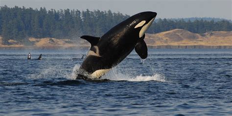Southern Resident Orca Whales Ocean Ecoventures