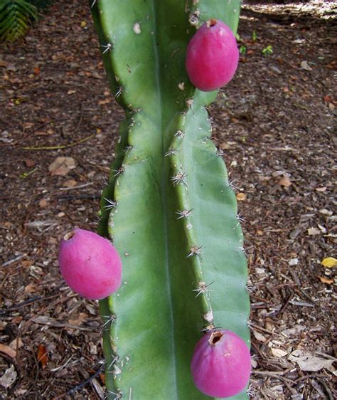 Captus Cereus Fruit Triple Growing Food Growing Plants Flower