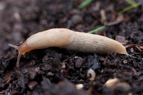 How To Get Rid Of Slugs 11 Tips From Bbc Gardeners World Magazine