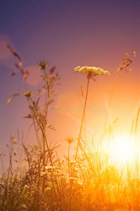 Beauty Of Wild Flowers Stock Image Image Of Yellow White 72366623