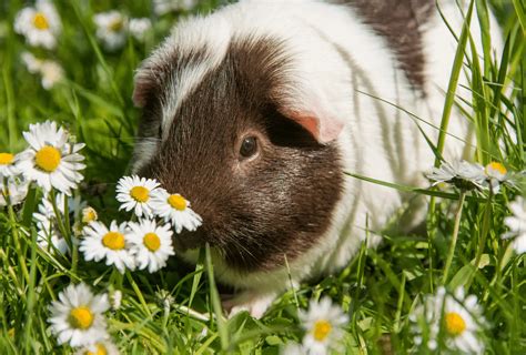 Can Guinea Pigs Live Outside Guinea Pig Site