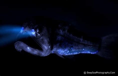 Bio Luminescent Squid Deep Sea Creatures Weird Creatures Best Night