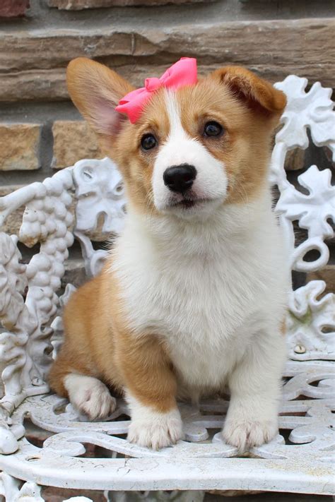 This is a male corgi puppy. Marlee - Female AKC Welsh Corgi puppy for sale in Harlan ...