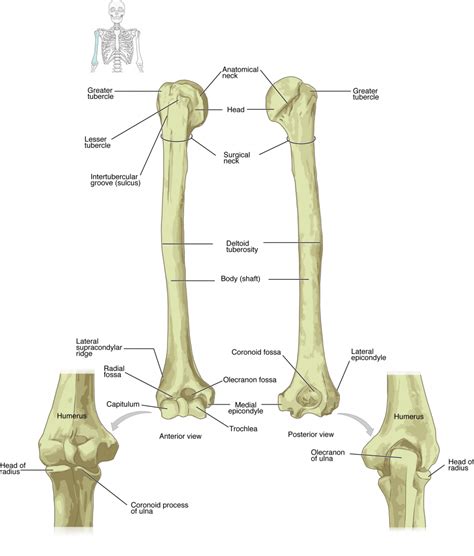 82 Bones Of The Upper Limb Anatomy And Physiology 2022