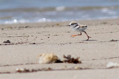 The New Age Of The Piping Plover Record Numbers Nesting On Maine