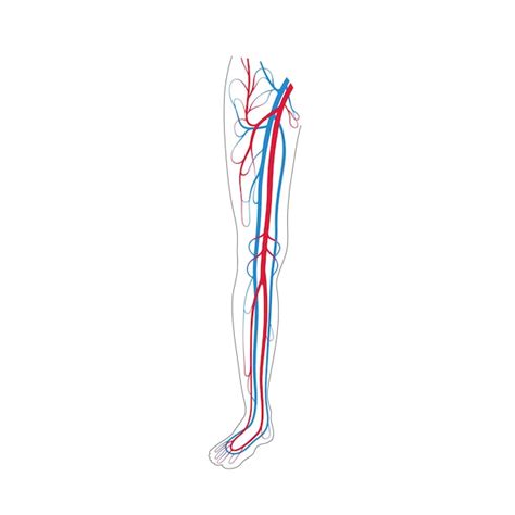 Vector Ilustración Aislada Del Sistema Circulatorio Arterial Y Venoso