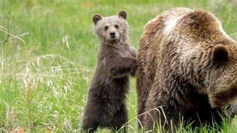 Grizzly Bear Mum With Very Healthy Newborn Cub First Appears Youtube