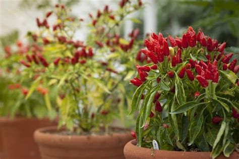 Growing Hot Peppers In Containers How To Grow Chili Peppers In Pots