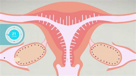 Ovulation Fécondation Mieux Comprendre Son Cycle Menstruel Youtube