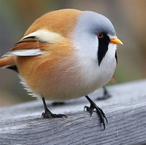 ¿existen Los “angry Birds” En La Realidad Conoce Al Pájaro “bigotudo”