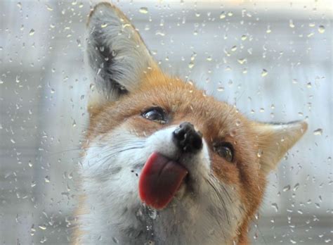 A Leaping Rat Window Licking Fox And Fighting Stoats Funny Pictures
