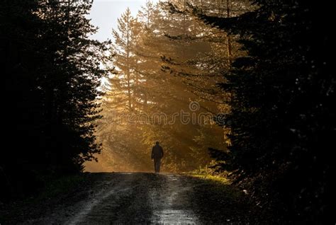 Man Walk On A Dirt Road In A Forest Among Tall Green Trees Illuminated