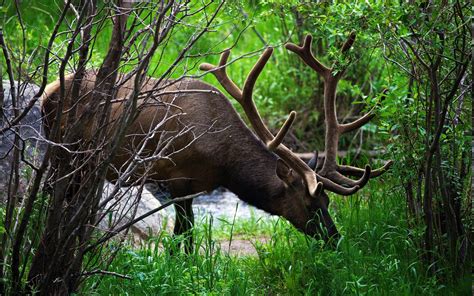 Nature Animals Elk Wallpapers Hd Desktop And Mobile Backgrounds