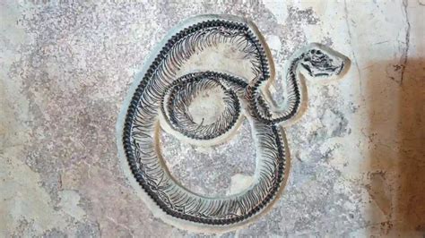 35 Million Years Old Rare Snake Fossil Discovered In Himalayas