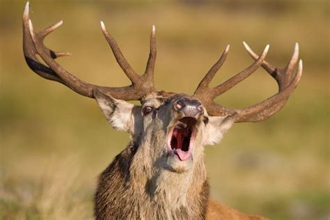 Red Deer Stag Cervus Elaphus Roaring During Rut Scotland October