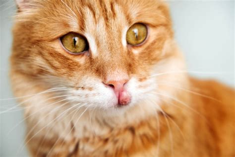 Eosinophilic Granuloma Complex In Cats Cat World
