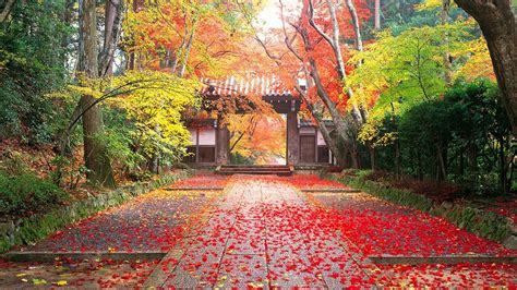 Search the world's information, including webpages, images, videos and more. Autumn in Japan - Phone wallpapers