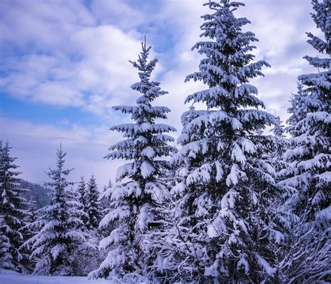 Christmas Winter Landscape Stock Photo Image Of Mountain 124326872