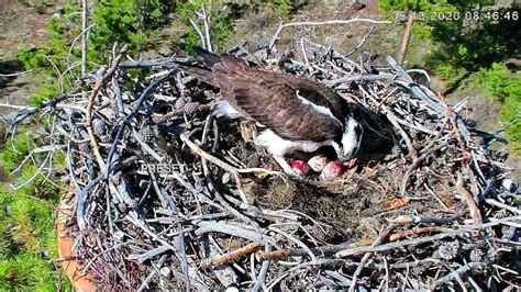 The Birds Are Back In Town Nest Cam Has Viewers Os Praying For A Hatching