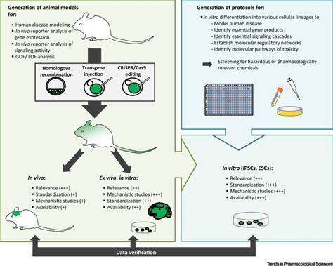 Transgenic Mouse Models Transferred Into The Test Tube New