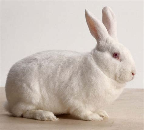 Bunny Breed Guide New Zealand White Rabbit Pethelpful