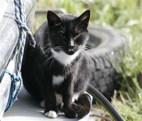 Tuxedo Cat With Hitler Mustache Feral Cat Photo Of The Day