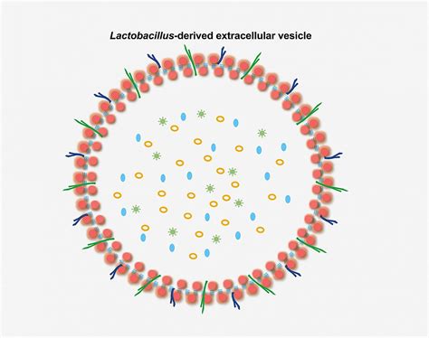 Vesicles Released By Bacteria May Reduce The Spread Of Hiv In Human
