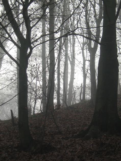 Unrestricted November 09 Foggy Forest 12 By Frozenstocks On Deviantart