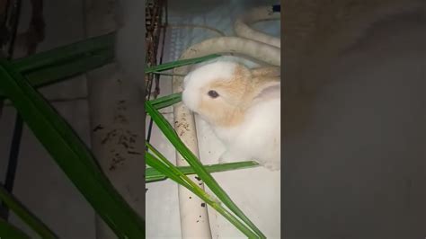 Baby Rabbit Starting To Eat Timothy Hay Funny Rabbit 6 Youtube